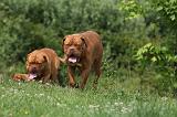 DOGUE DE BORDEAUX 305